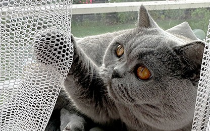 Katinai nori laipioti