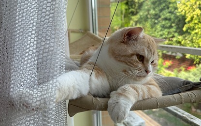 Ar verta katinams kirpti nagus?