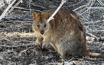 Kodėl Australijoje beveik nepamatysite kačių gatvėse? Katinai pasaulyje