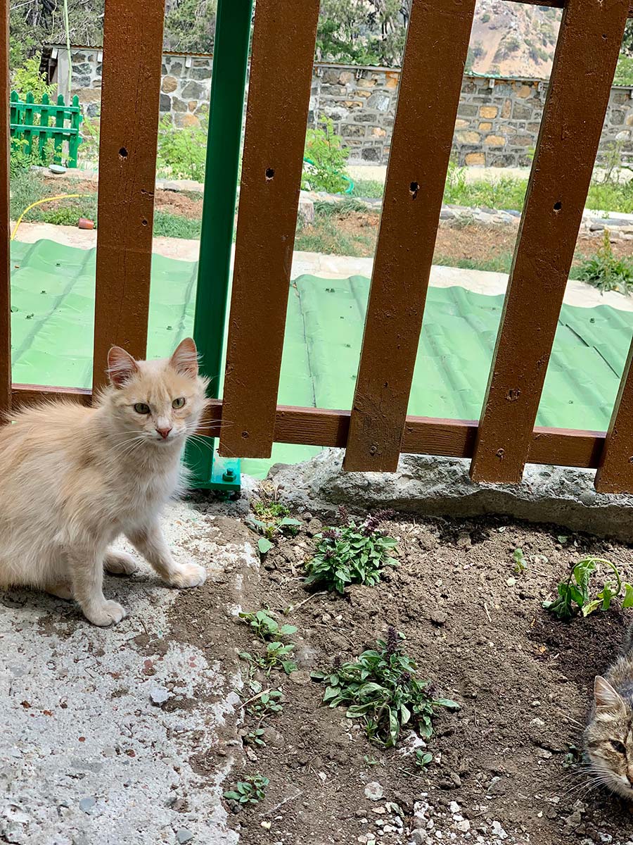 Katės Kipre. Jų istorija ir gyvenimas saloje | Katinams.lt