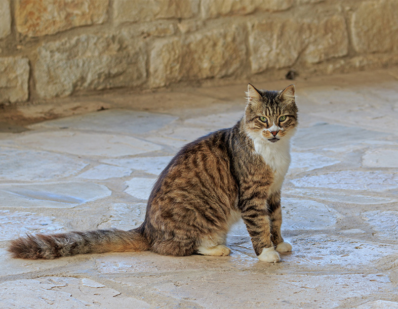 Šv. Mikalojaus Kačių vienuolynas (Agios Nikolaos ton Gaton), Akrotiris, Kipras. Nuotrauka: A.Savin, Wikipedia. Šv. Mikalojaus Kačių vienuolynas (Agios Nikolaos ton Gaton), Akrotiris, Kipras. Nuotrauka: A.Savin, Wikipedia.