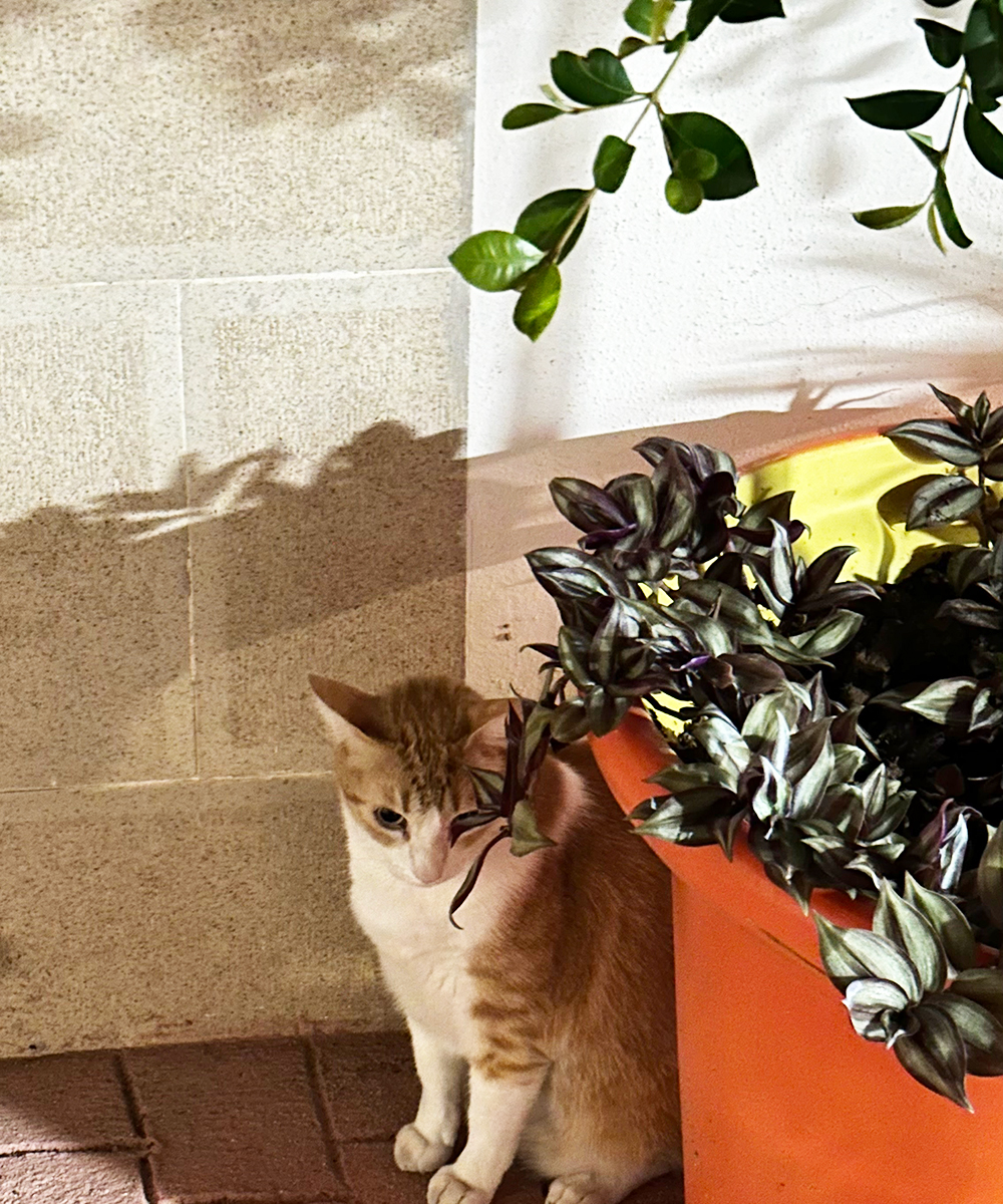Katės Andalūzijoje. Katinams.lt