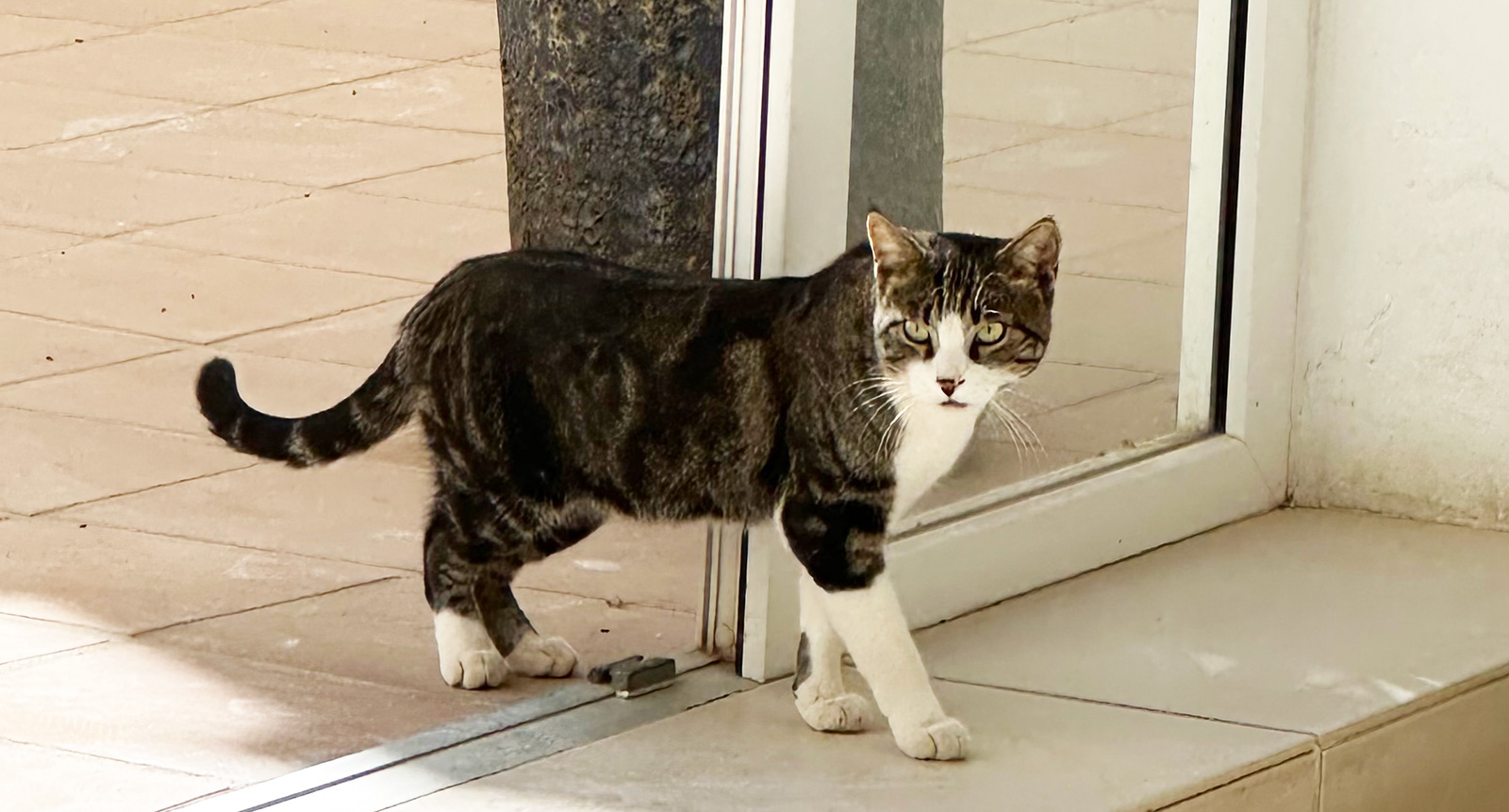 Katės Andalūzijoje. Katinams.lt
