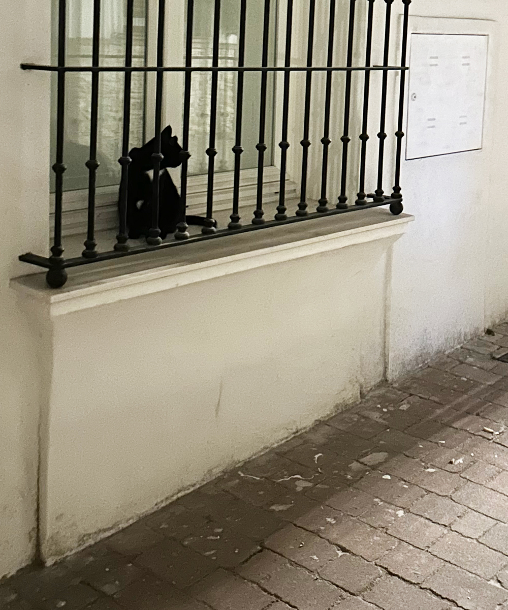Katės Andalūzijoje. Katinams.lt