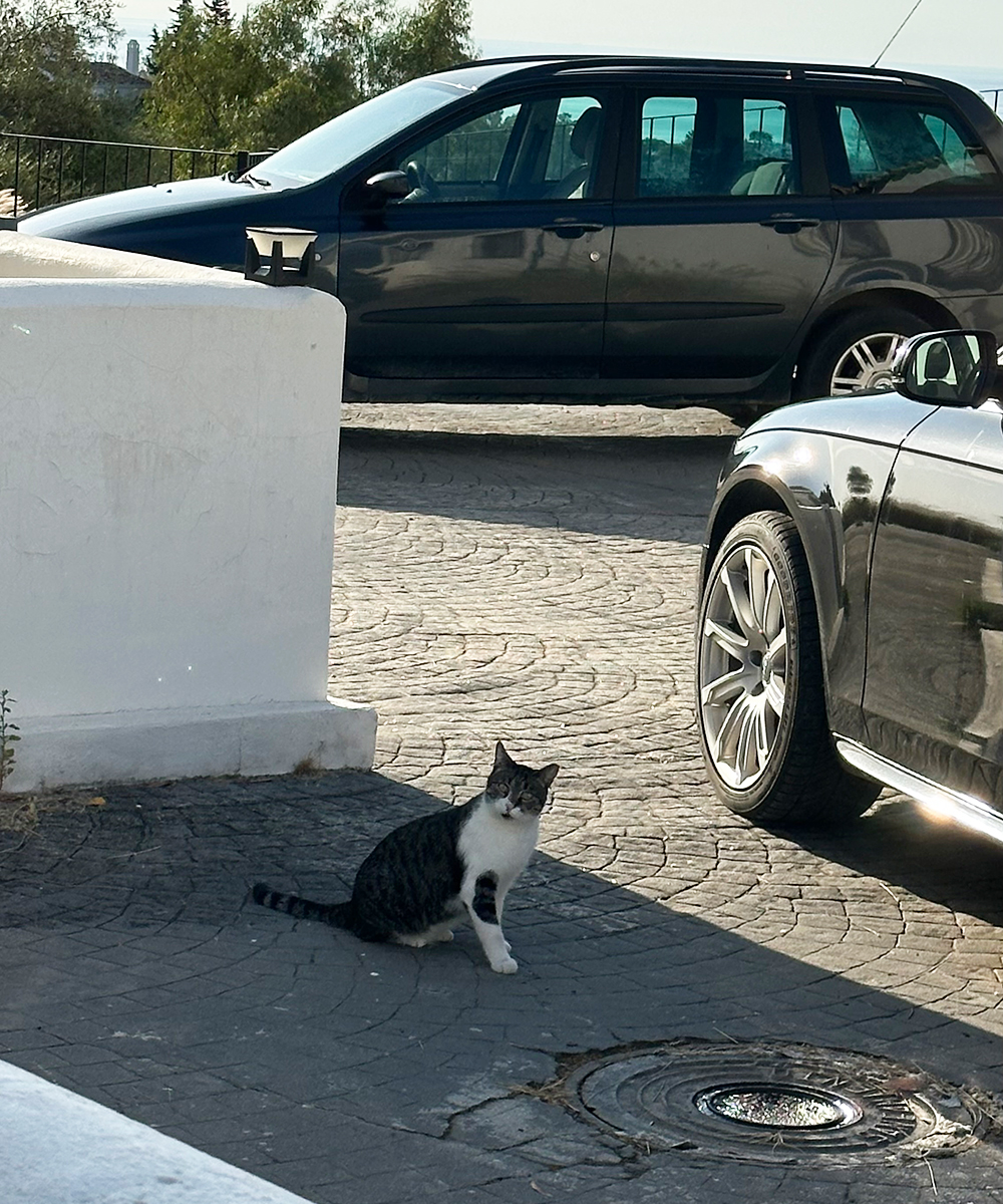 Katės Andalūzijoje. Katinams.lt