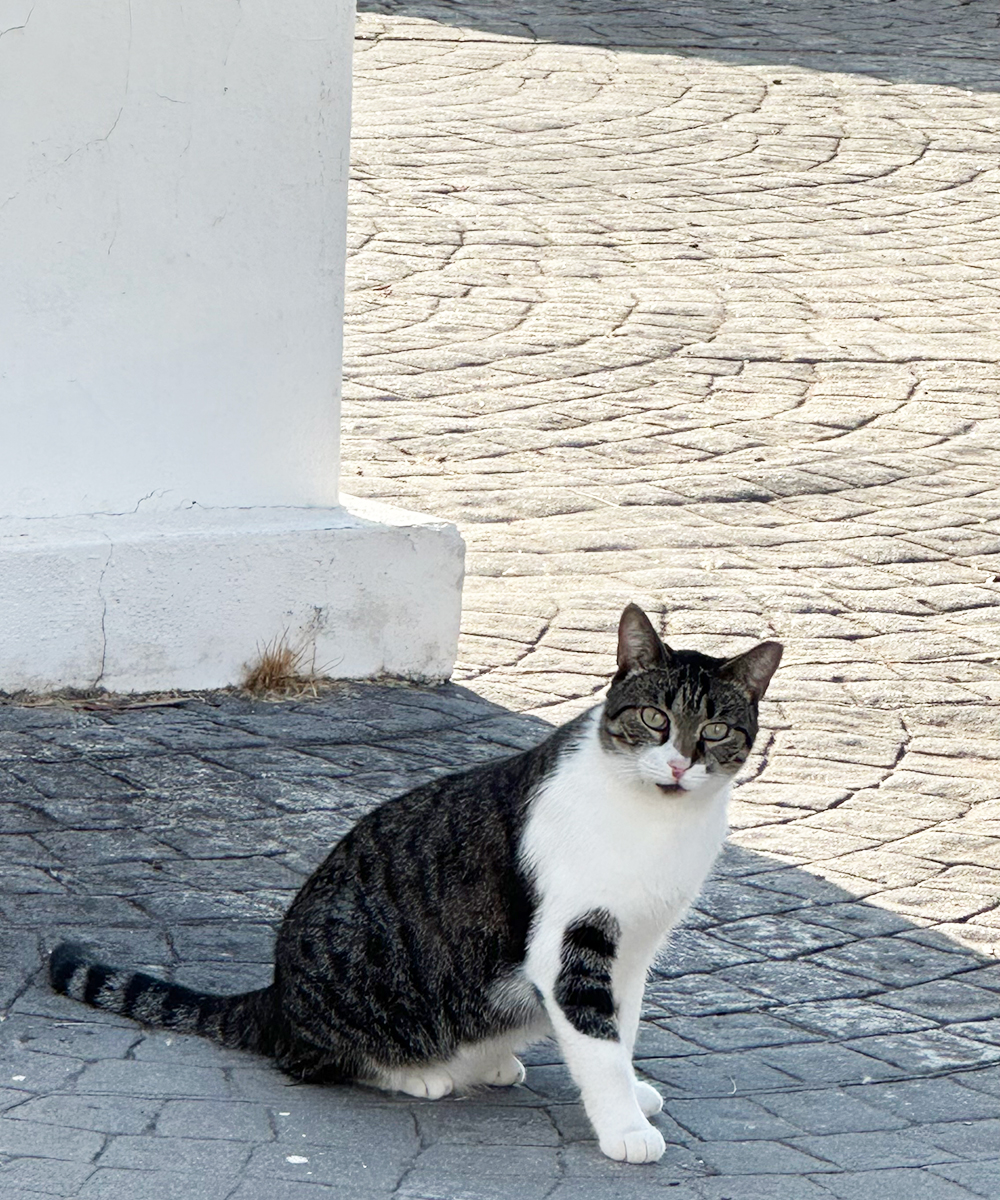 Katės Andalūzijoje. Katinams.lt Šv. Mikalojaus Kačių vienuolynas (Agios Nikolaos ton Gaton), Akrotiris, Kipras. Nuotrauka: A.Savin, Wikipedia.