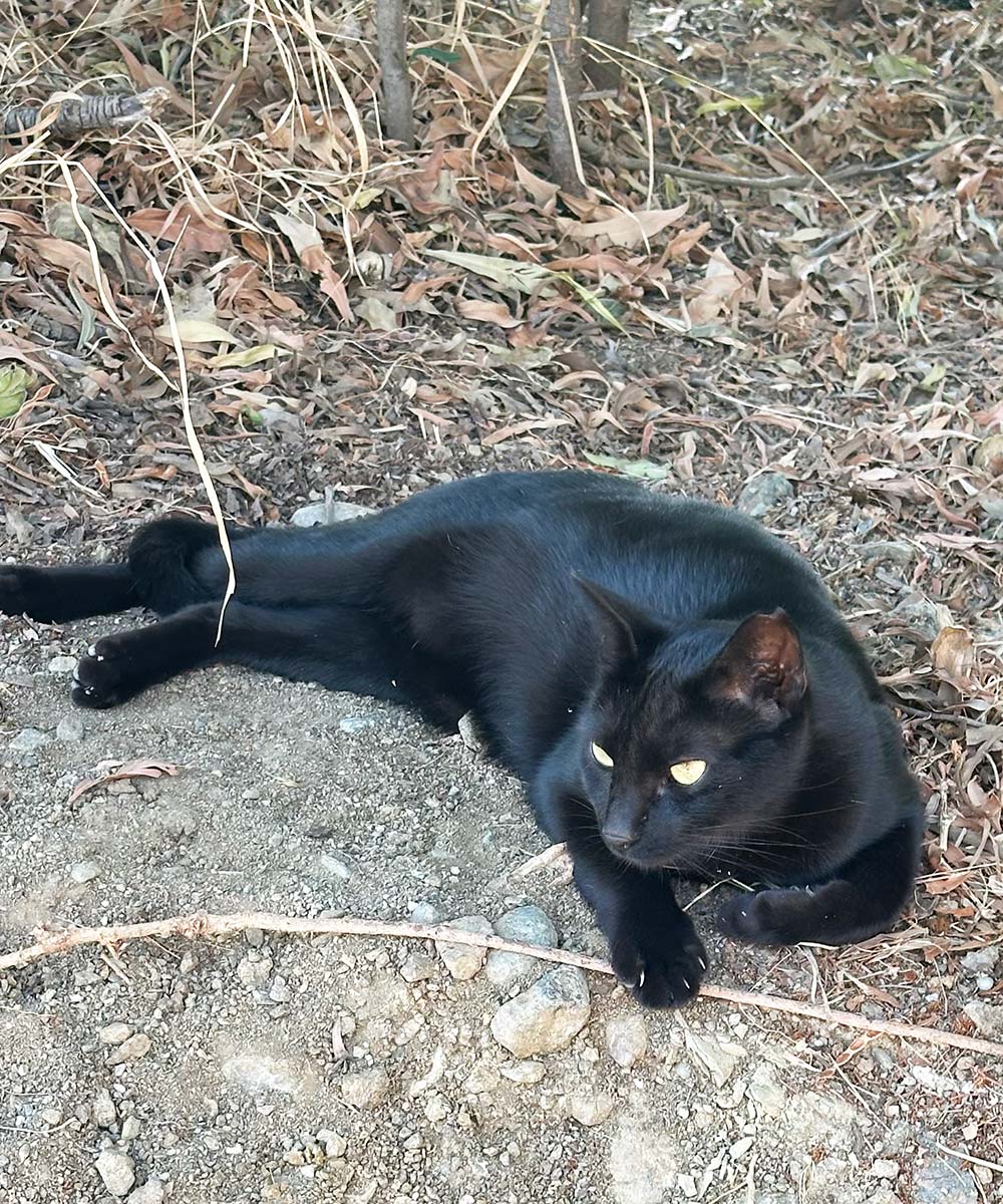 Katės Andalūzijoje. Katinams.lt